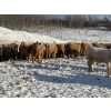Image 7 : Box Anchor Farms - 930# March Delivery Weaned Heifers - 190 Head (Dewberry, AB)