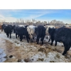 Image 17 : Loch Lomond Livestock Ltd. - 725# March Delivery Steers - 45 Head (Eyebrow, SK)
