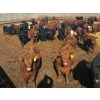 Image 2 : Van Hall Cattle Co. - 1000# April Delivery Steers - 180 Head (Scandia, AB)