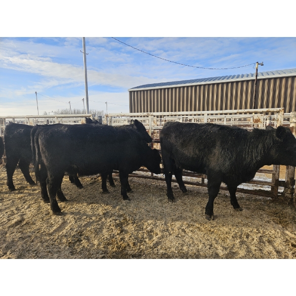 Lazy J Cattle Co. - 6 Black Heifers (Pen 309 - 311) 1002# avg