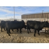 Image 1 : Lazy J Cattle Co. - 6 Black Heifers (Pen 309 - 311) 1002# avg