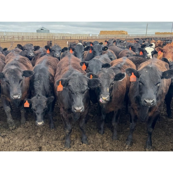 Kelsey Porter Inc. - 900# May Delivery Heifers - 280 Head (Burdett, AB)