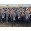 Image 1 : Kelsey Porter Inc. - 900# May Delivery Heifers - 280 Head (Burdett, AB)