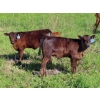 Image 9 : Nameth Land & Livestock Ltd. - 500# November Delivery Heifer Calves - 50 Head (Cupar, SK) VBP+