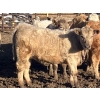 Image 4 : Winnifred Colony Farming Ltd. - 835# February Delivery Heifers - 44 Head (Winnifred, AB)