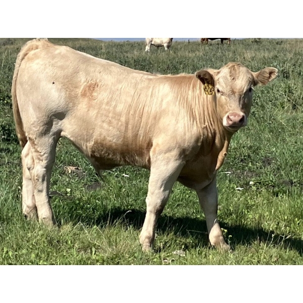 MacMillan Farming Co. - 650# September Delivery Steer Calves - 95 Head (Cayley, AB) VBP+