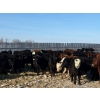 Image 3 : Tee Two Land & Cattle Co. - 780# April Weaned Steers - 78 Head (Kelliher, SK) VBP+