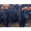 Image 6 : JT Cholin Farms - 925# September Delivery Grass Steers - 65 Head (Biggar, SK)