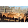 Image 7 : Last Chance Ranch - 610# October Delivery Heifer Calves - 100 Head (Piapot, SK)