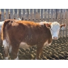 Image 9 : Dennis Bjelland - 975# May Delivery Heifers - 45 Head (Patricia, AB)