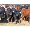 Image 2 : Little Rainbow Ranch - 725# March Delivery Steers - 84 Head (Moosomin, SK)