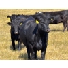 Image 5 : Boggy Springs Ranch - 26 Black Bred Heifers (Maple Creek, SK)