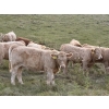 Image 2 : Jeff Smith - 625# October Delivery Heifer Calves - 65 Head (Sundre, AB)