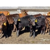 Image 3 : Allan & Janet Nameth - 600# November Delivery Steer Calves - 95 Head (Cupar, SK) VBP+