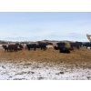Image 4 : 3 Bar Land & Cattle - 700# May Delivery Heifers - 85 Head (Ste. Rose, MB)