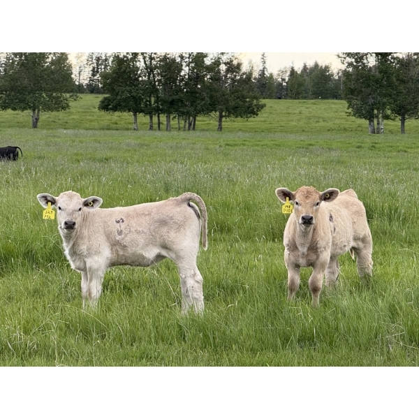 Eagle Creek Ranching Ltd. - 600# October Delivery Heifer Calves - 60 Head (Sundre, AB)