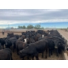 Image 13 : Cattlewood Farms Ltd. - 740# June Delivery Heifers - 145 Head (Fincastle, AB)