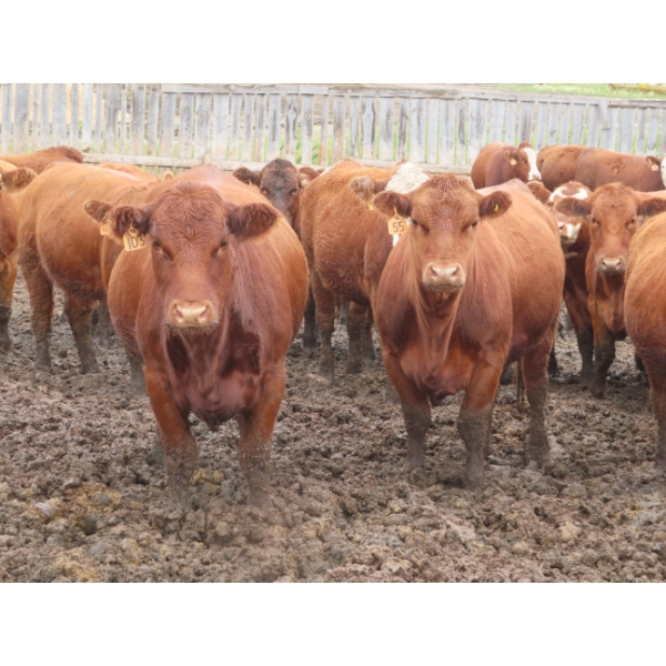 Little Rainbow Ranch - 925# September Yearling Heifers - 198 Head (Moosomin, SK)