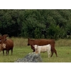 Image 2 : Hartridge Ranch - 585# November Delivery Steer Calves - 35 Head (Clinton, BC)