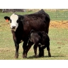 Image 2 : Kyle Torkelson - 8 BBF 1st Calf Pairs (Millicent, AB)