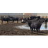 Image 8 : Ripple Rock Ranch - 700# June Delivery Heifers - 90 Head (Fincastle, AB)