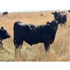 Image 4 : Prairie Haven Whitetails/Meier Land & Livestock - 620# November Steer Calves - 75 Head (Hays, AB)