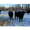 Image 9 : Salty Fox Farms - 50 Black Simm X Bred Heifers (Fork River, MB)