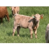 Image 2 : Gerald Lawrence - 670# October Delivery Heifer Calves - 90 Head (Pine Lake, AB)