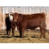 Image 4 : Scott & Gail Sapergia - 15 Red Simm X November Delivery Bred Heifers (Hays, AB)