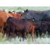 Image 10 : L & J Ranch - 550# October Delivery Steer Calves - 70 Head (Harptree, SK)