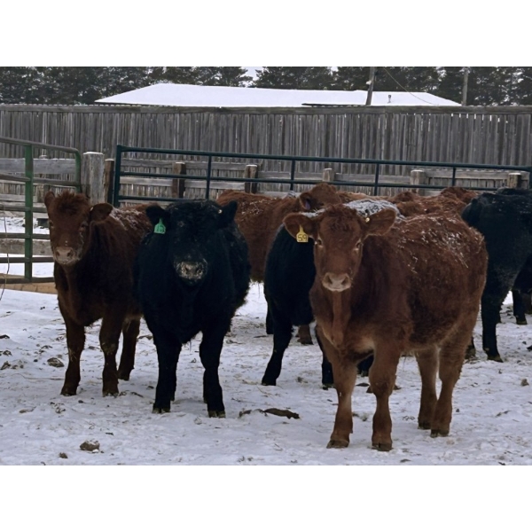 Star Over Bar Ranch Ltd. - 740# December Delivery Weaned Steers - 41 Head (Biggar, SK)