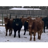 Image 1 : Star Over Bar Ranch Ltd. - 740# December Delivery Weaned Steers - 41 Head (Biggar, SK)
