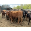 Image 5 : Cornerglen Ranching - 720# May Delivery Heifers - 50 Head (Ponoka, AB)