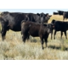 Image 2 : Rommens Farm Ltd. - 525# October Delivery Heifer Calves - 80 Head (Brooks, AB)