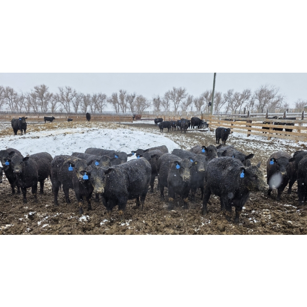 Franz Land & Cattle - 760# March Delivery Heifers - 98 Head (Medicine Hat, AB)