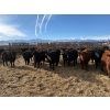 Image 3 : Antelope Butte Ranch - 867# March Delivery Steers - 144 Head (Lundbrek, AB) VBP+