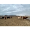 Image 3 : 6U Cattle Company - 890# May Delivery Heifers - 71 Head (Manning, AB)