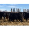 Image 4 : Michael Jennings - 520# March Delivery Heifers - 80 Head (Condor, AB)