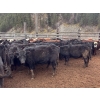 Image 5 : Frolek Cattle Co. - 730# March/April Delivery Heifers - 85 Head (Knutsford, BC)