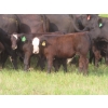 Image 7 : Storle Farms Ltd. - 630# October Delivery Steer Calves - 88 Head (Lake Alma, SK)