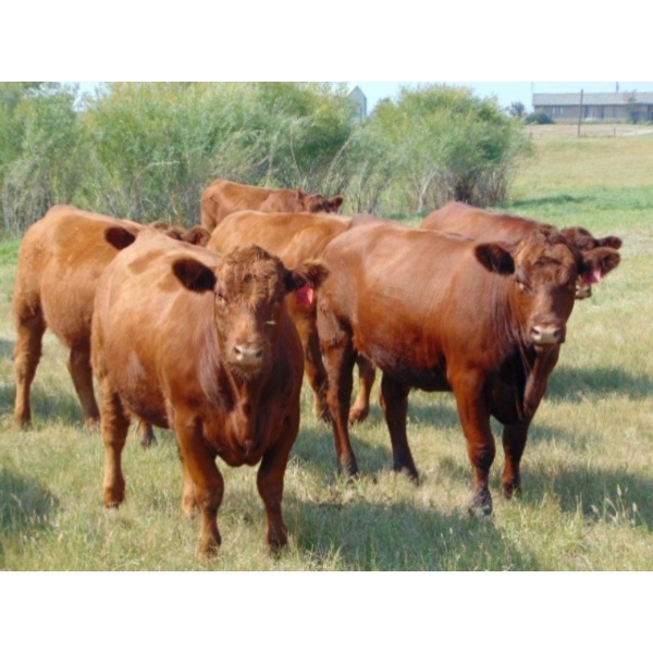 Dennis Bjelland - 1040# October Delivery Grass Heifers - 60 Head (Iddesleigh, AB)