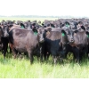 Image 4 : D & N Livestock - 1025# October Delivery Grass Heifers - 120 Head (Peebles, SK) VBP+