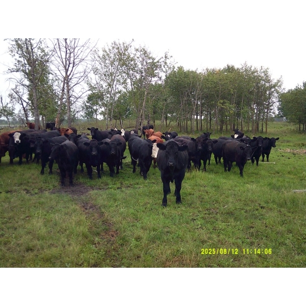 Tony Groenewoud - 1050# September Delivery Grass Steers - 100 Head (Turtleford, SK)