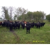 Image 1 : Tony Groenewoud - 1050# September Delivery Grass Steers - 100 Head (Turtleford, SK)