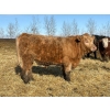 Image 2 : Rose Creek Ranch - 900# April Delivery Steers - 70 Head (Alder Flats, AB)