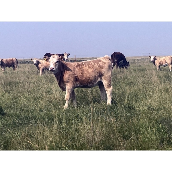 Rude Land & Cattle and Family - 475# October Delivery Heifer Calves - 40 Head (Sedalia, AB)