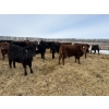 Image 4 : Vee Tee Feeders - 930# May Delivery Steers - 260 Head (Lloydminster, SK)