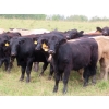 Image 5 : Diamond C Farms - 950# October Grass Steers - 65 Head (Merridale, MB)