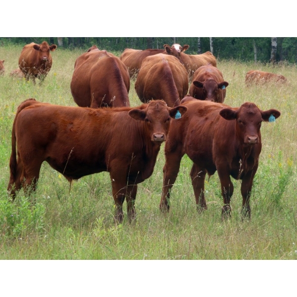 Wadella Ranch - 690# October Delivery Steer Calves - 180 Head (Kipling, SK) VBP+
