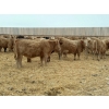 Image 4 : Jason Szymanek - 750# January Delivery Heifers - 165 Head (Stauffer, AB)